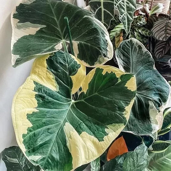 Variegated Elephant Ear Live Plant | 6-15 Inches | Colocasia Xanthosoma Variegated | Tropical Indoor Garden Plant