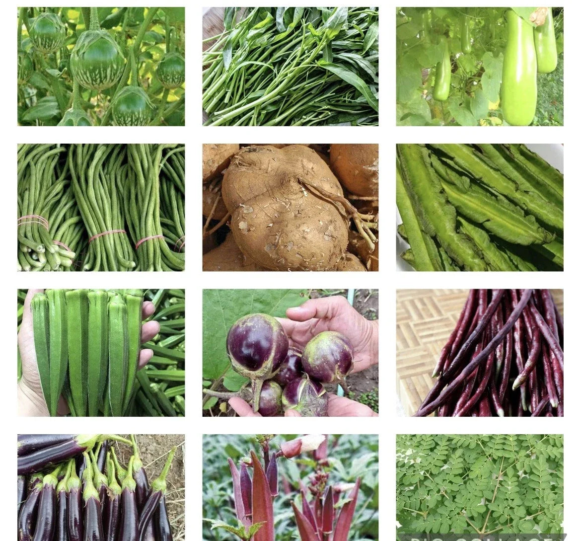 Asian Vegetable Seeds Packets – Non-GMO, Heirloom Varieties for Home Garden, Container, Small Farm Cultivation