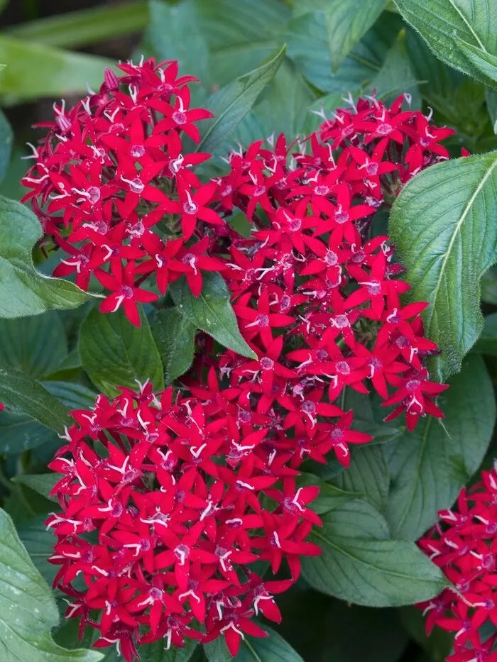 Pentas Seeds 100 Count - New Look Red - Pentas lanceolata Flower Garden Pollinator Seeds