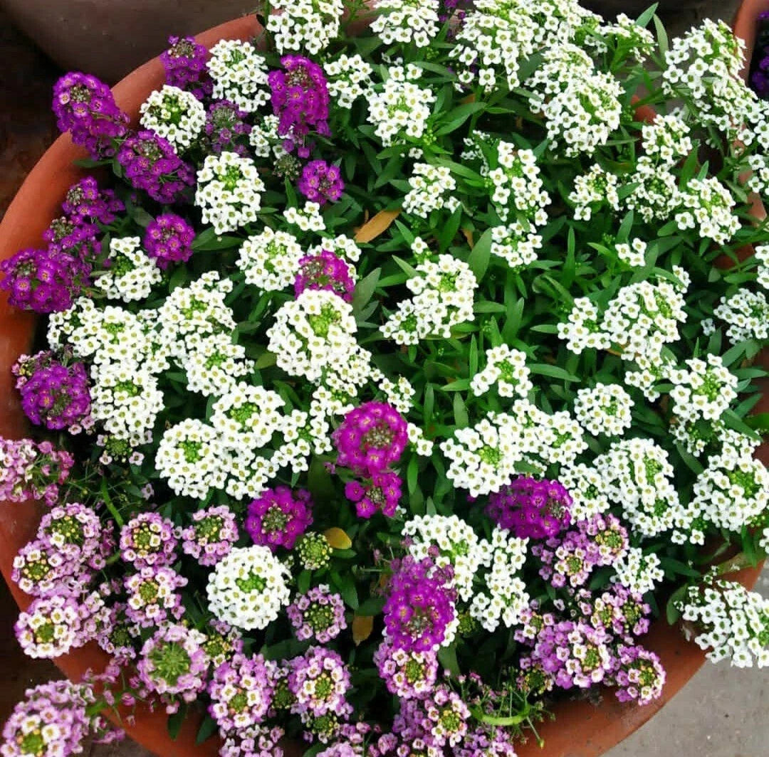 Sweet Alyssum Flower Seeds - 50 Count Color Mix, Lobularia maritima, Low-Growing Annual for Gardens, Borders & Containers