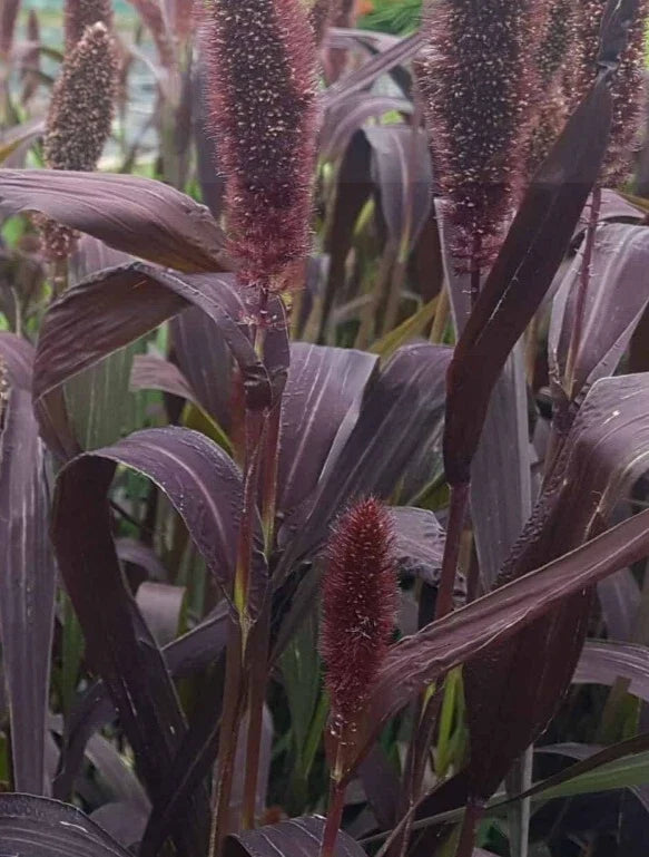 Red Jewel Millet Seeds - Ornamental Grass Setaria Italica, 25 Pack, Drought-Tolerant, Vibrant Red Foliage, Garden Border, Container Plant