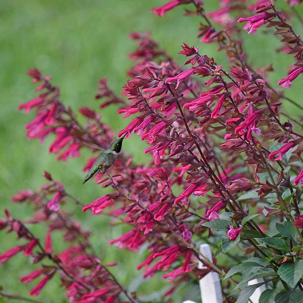 Wendy's Wish Salvia Seeds - Perennial Flower Seeds for Hummingbirds, Butterfly Garden, Salvia greggii, 50 Seeds