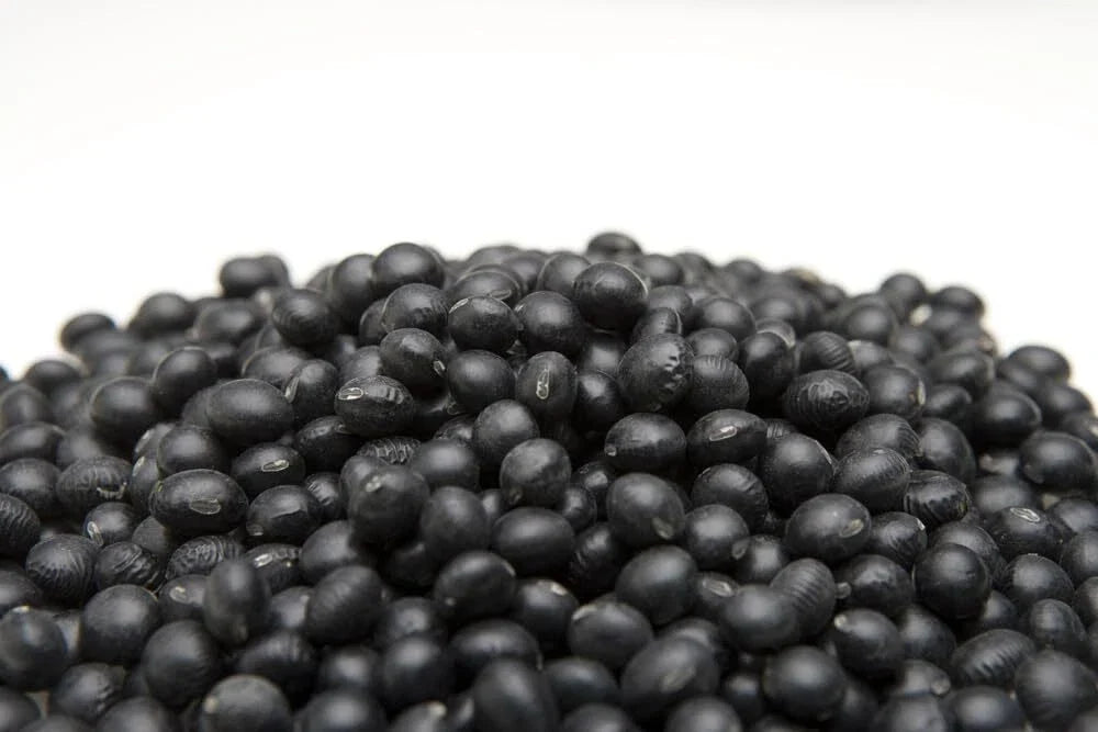 Black Soybean Seeds for Planting - Full Season Glycine max - Easy Grow, High Yield, Drought Tolerant