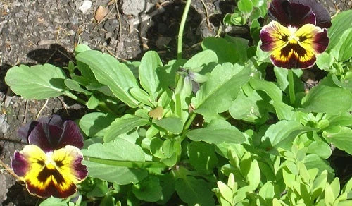 Pansy Seeds 50 Joker Violet Gold Viola tricolor Annual Flower for Garden Beds & Containers