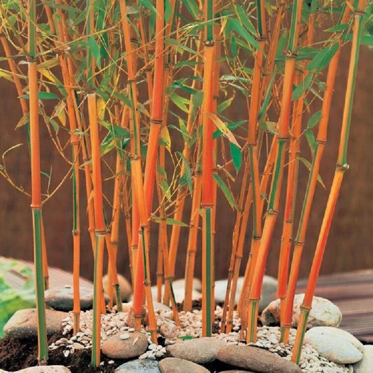 Red Fountain Bamboo Seeds - 50 Climbing Garden Seeds for Privacy & Shade (Phyllostachys rubromarginata)