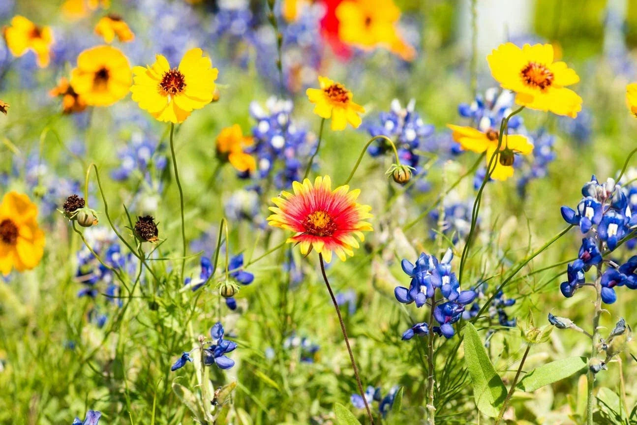 Drought Tolerant Wildflower Seeds Kit – Bulk Open-Pollinated Native Flower Mix for Garden, Full Sun, Low Water, Pollinator Friendly