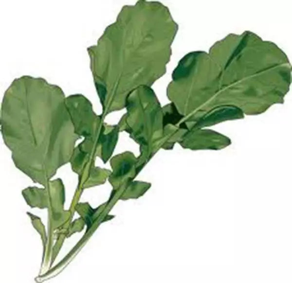 Heirloom Arugula Seeds, Non-GMO, 500+ Roquette Greens for Salad Mix, Organic Gardening, Eruca sativa