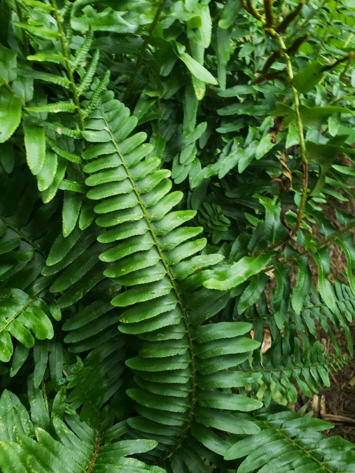 Christmas Fern Plants - 2 Bare Root Polystichum acrostichoides Hardy Perennial Garden Ferns