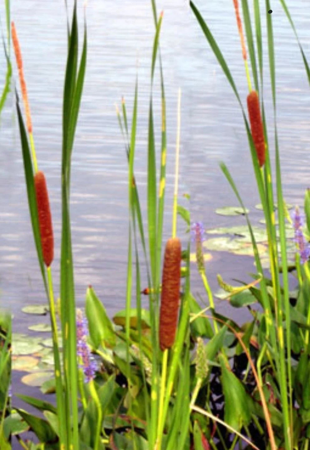 Cattail Seeds 200+ Count, Typha latifolia, Wetland & Pond Plant, Fresh Seeds for Garden & Wildlife Habitat