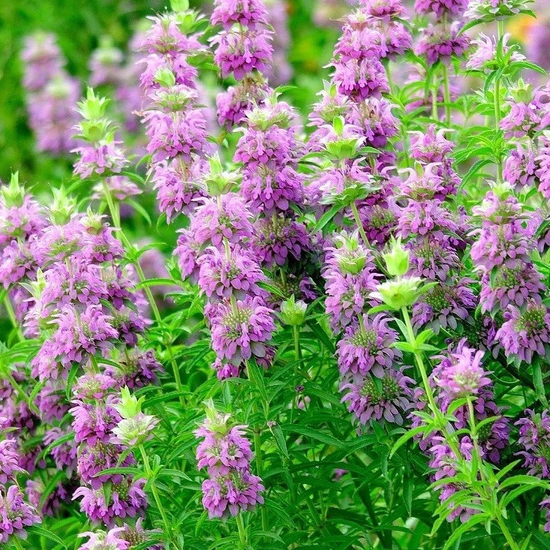Lemon Mint Seeds - Perennial Herb Native Wildflower for Garden & Container - Monarda citriodora, Fragrant, Pollinator Attracting