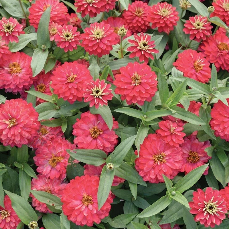 Double Zahara Salmon Zinnia Seeds - 100+ Pack, Annual Flower Seeds for Garden, Zinnia elegans