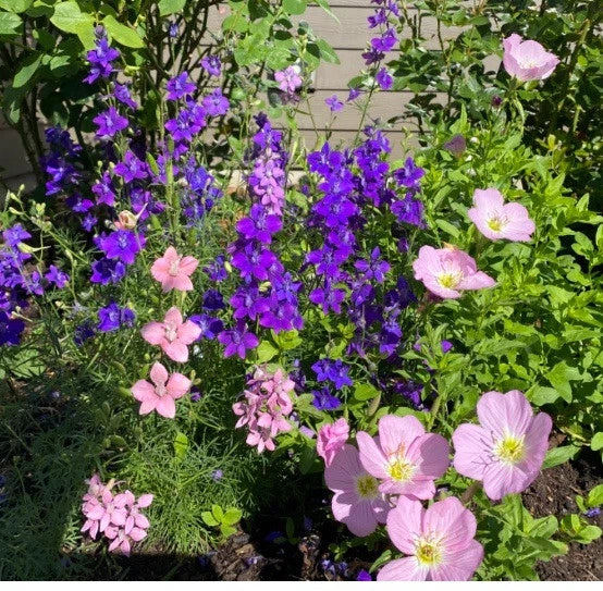 Rocket Larkspur Seeds 200 Count Dark Blue Purple Delphinium Flowers Non-GMO