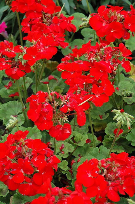 Pinto Deep Red Geranium Seeds - Pelargonium x hortorum - 12 Fresh Seeds for Gardens & Containers