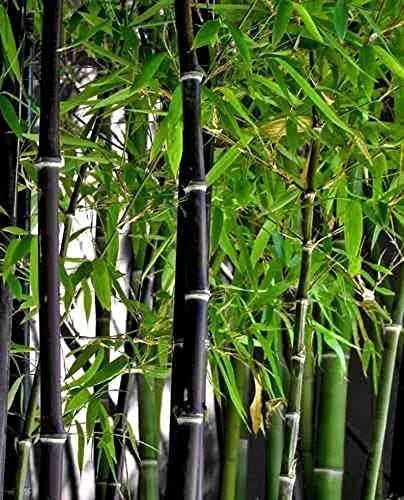 Black Bamboo Seeds - 300 Rare Jumbo Pack, Phyllostachys nigra, Fast Growing Exotic Plant for Landscaping and Privacy Screens