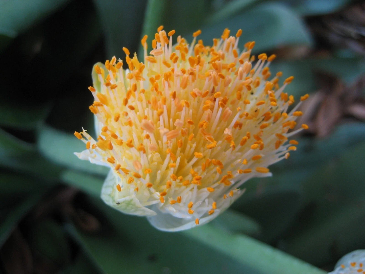 Haemanthus albiflos Rooted Bulbs - Paintbrush Plant with White Flowers for Indoor & Outdoor Gardening