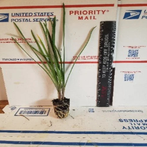 Live Society Garlic Plants - 2 Pack - Tulbaghia violacea - Fragrant Perennial for Gardens & Landscaping