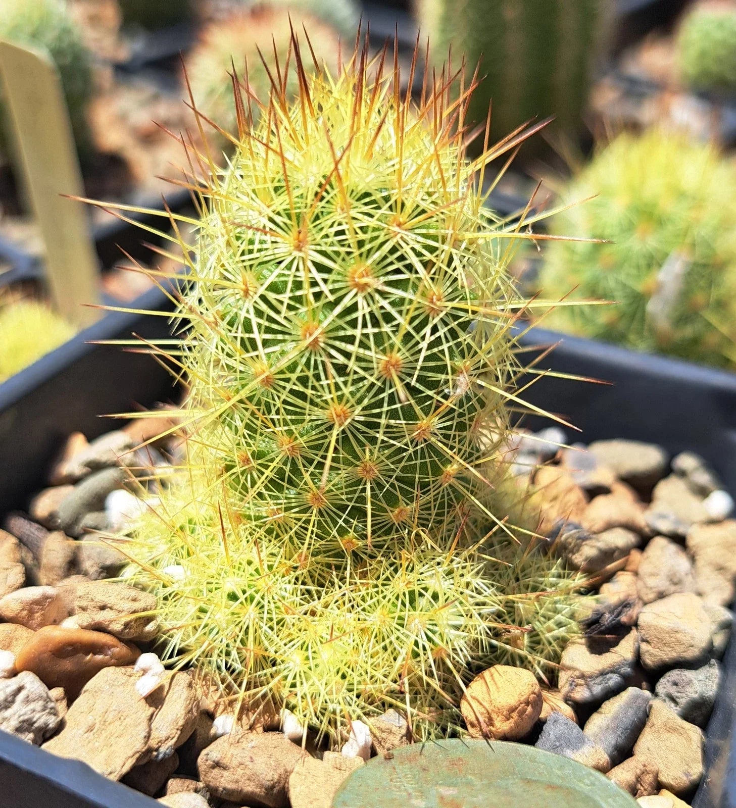 Mammillaria Elongata Bare Root Cactus - Drought-Resistant Succulent for Indoor & Outdoor Gardens