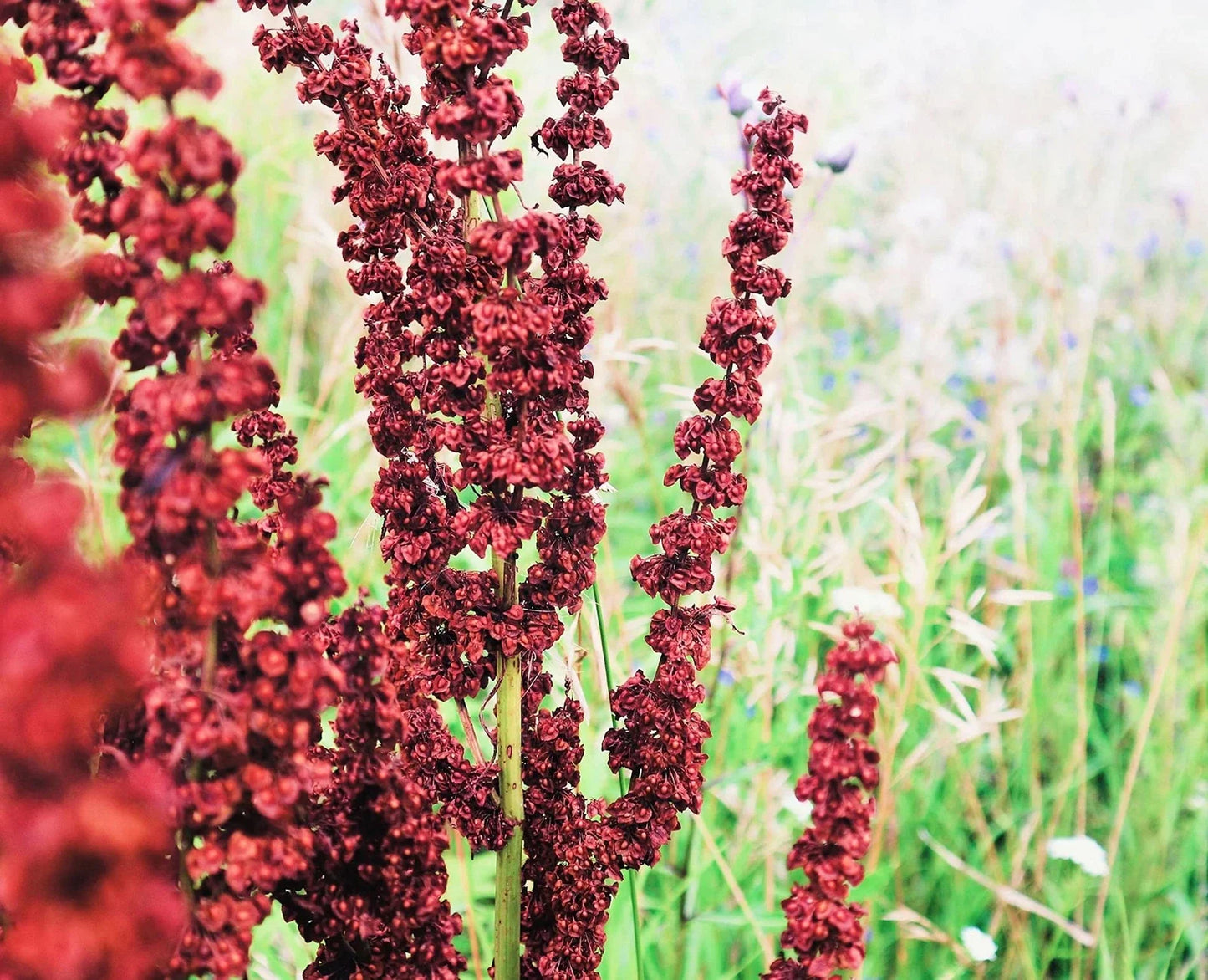 Cactusweed Seeds 50 Count - Rumex crispus Curly Dock Seeds for Garden Planting, Non-GMO, Low Maintenance