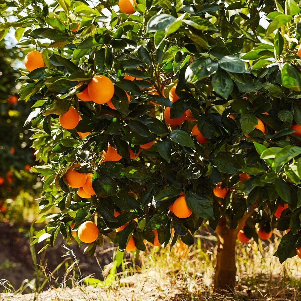 Sunkist Orange Cuttings 2X - Citrus sinensis Tree Propagation