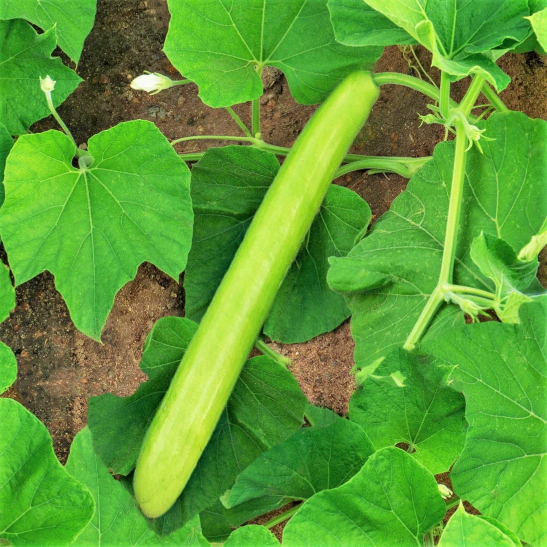 Big Green Sausage Bottle Gourd Seeds – Lagenaria Siceraria Upo, Climbing Vine, Culinary Gourds, Non-GMO Seed Packet