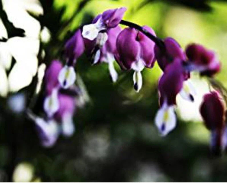 Bleeding Heart Seeds - 25 Dark Purple Dicentra spectabilis Seeds for Shade Gardens - US Seller