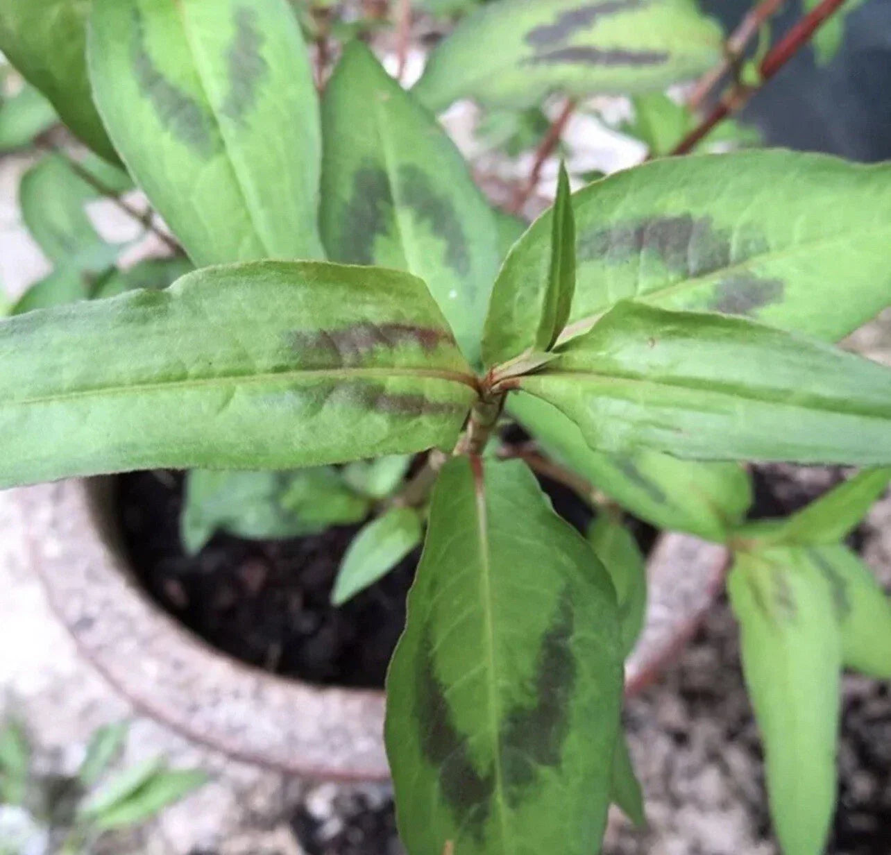 Vietnamese Coriander Plants - 5 Live 1’ Rau Ram Rooted in Soil for Culinary Use
