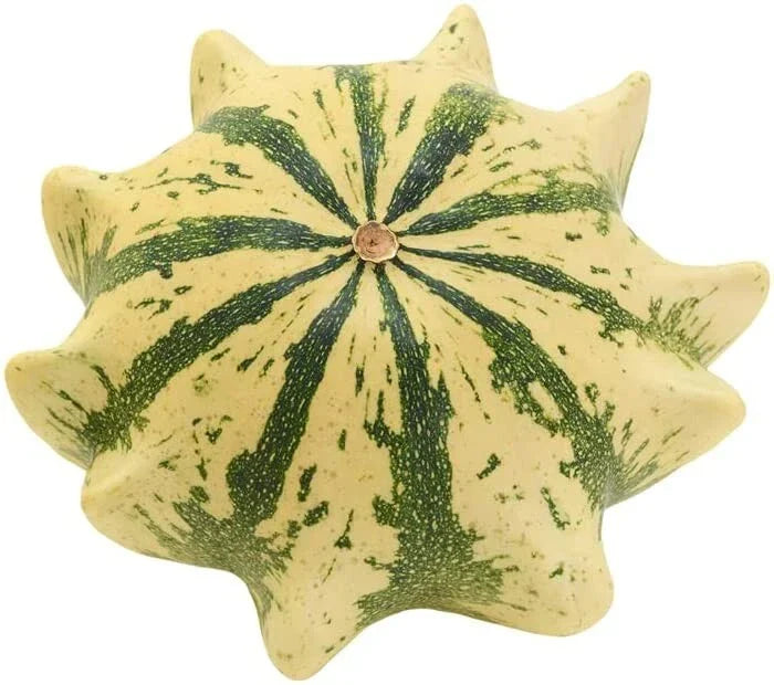 Crown of Thorns Shenot Gourd Seeds - 30+ Organic Heirloom Non-GMO Squash for Home Gardening