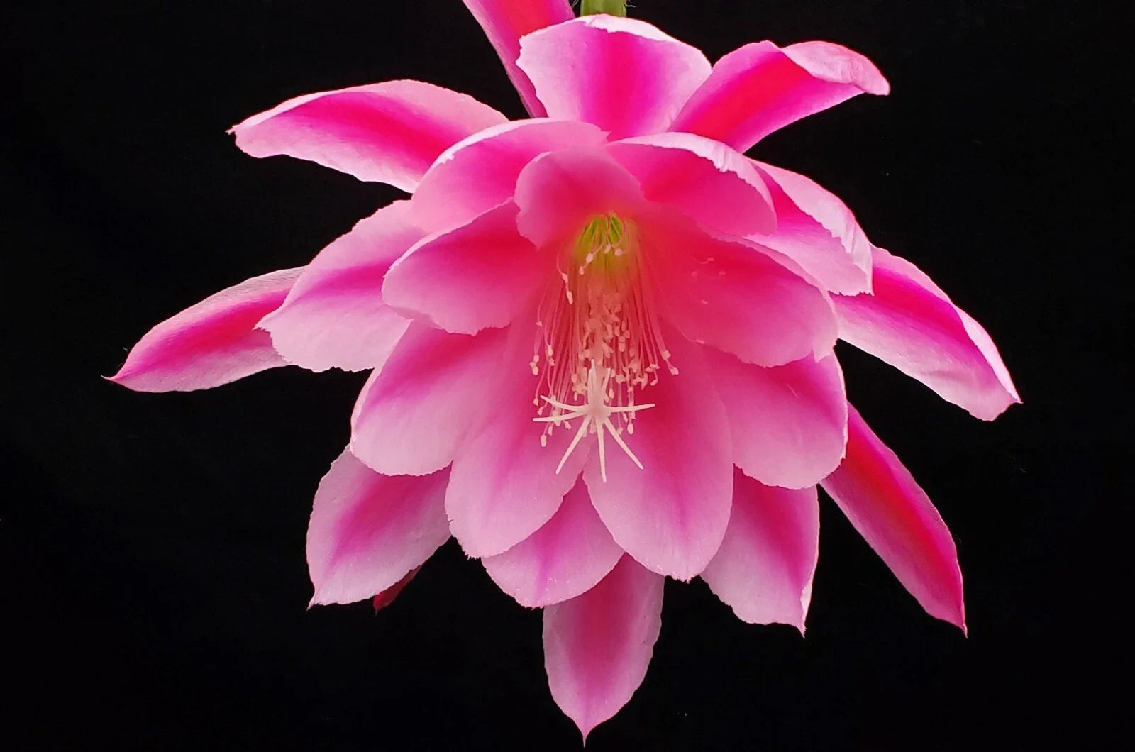 Epiphyllum 'Grand Baroque' Rooted Cutting - Rare Orchid Cactus for Indoor Gardens - Vibrant Tropical Flowering Plant