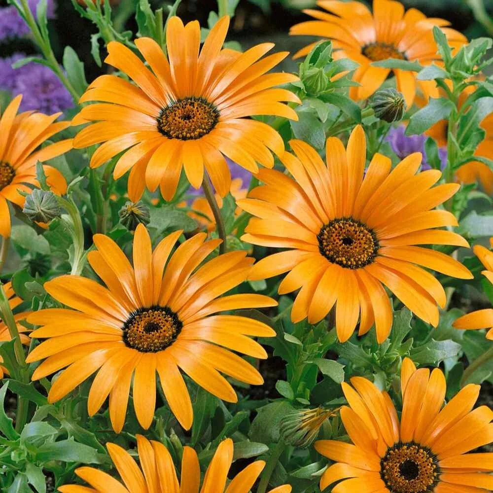 African Daisy Seeds Orange - 50 Seeds Dimorphotheca Sinuata Annual Flower
