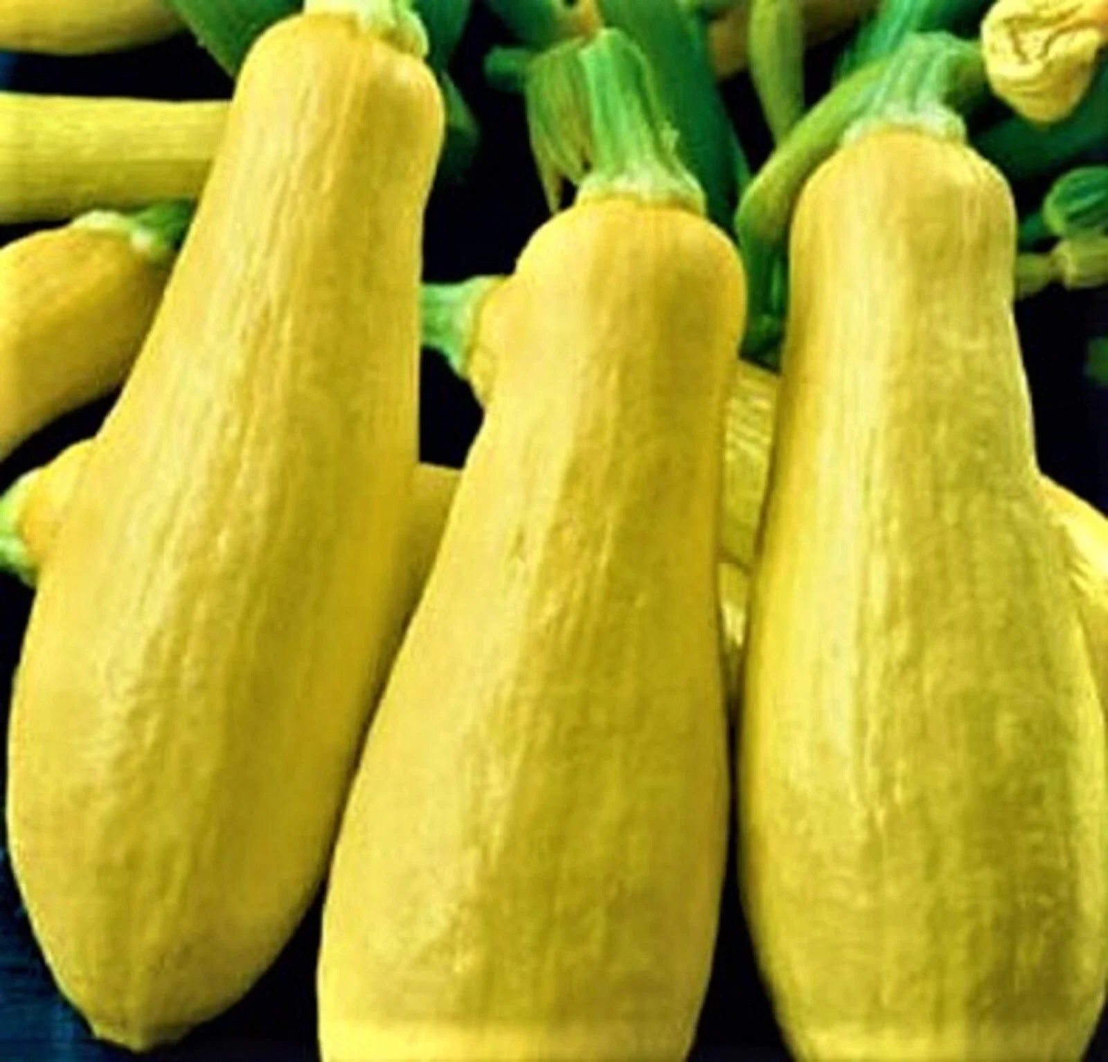 Early Prolific Straightneck Squash Seeds - Non-GMO Cucurbita pepo, 30 Seeds for Home Gardening