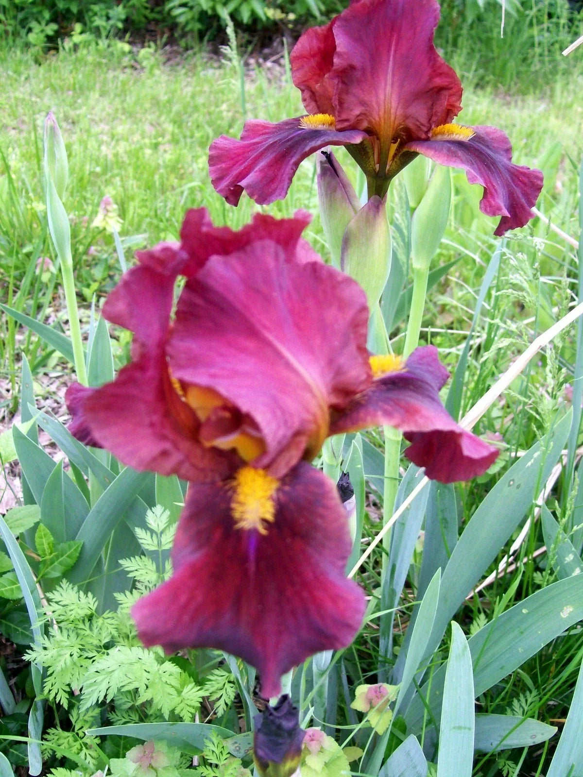 Iris Live Plant Rhizomes Set of 3 - Mixed Colors, Iris germanica, Garden Flower Bulbs