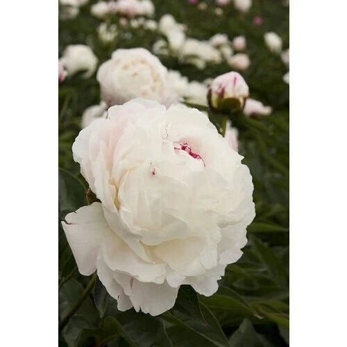 Bareroot Shirley Temple Peony 2-3 Eyes, Fragrant Pink Blooms, Paeonia lactiflora, Fall Planting, Garden Perennial