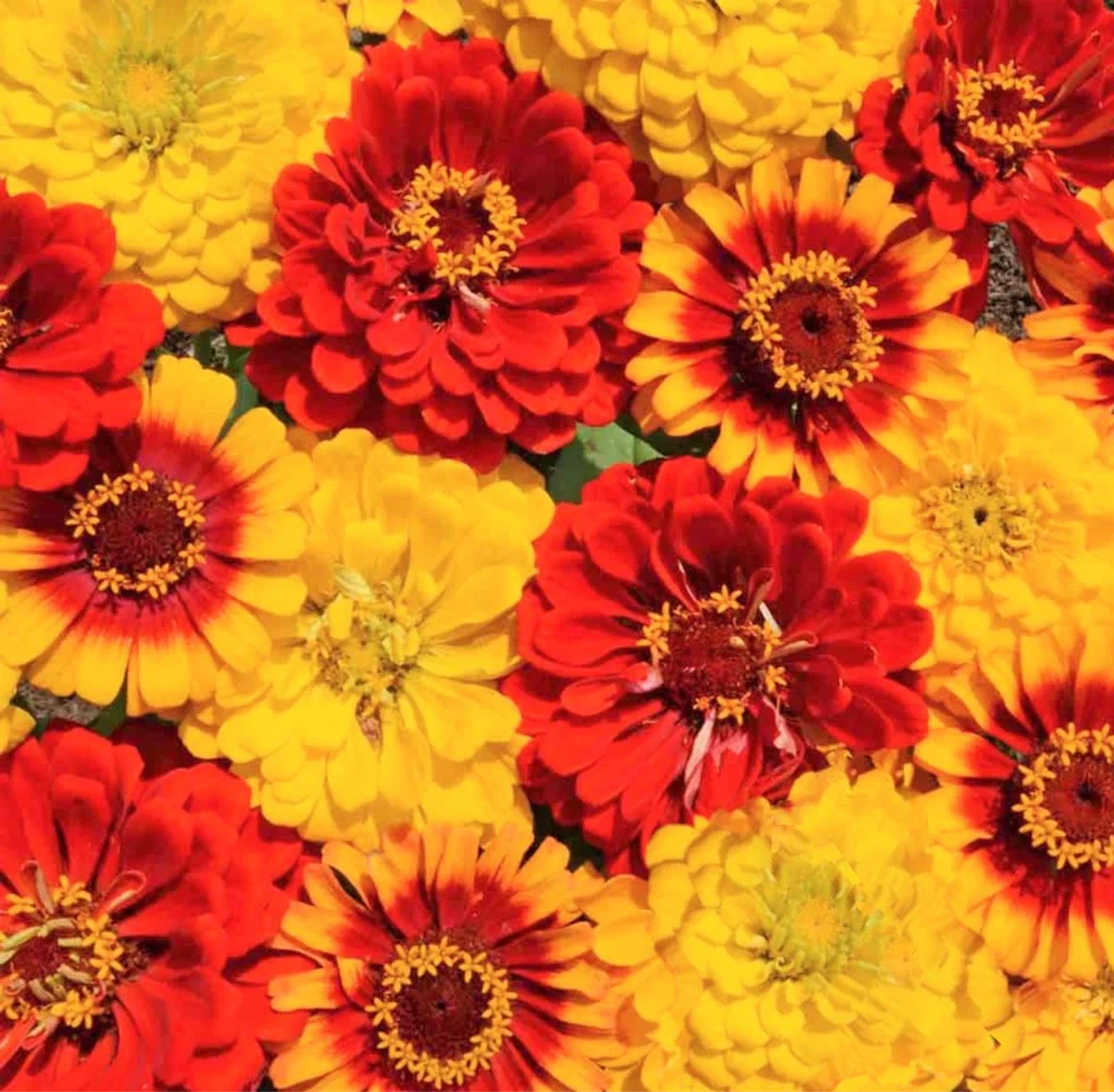 Zinnia Seeds - South of the Border Mix - Red and Yellow Sombrero - Zinnia elegans - Flowering Annual for Garden, Borders, Cuttings