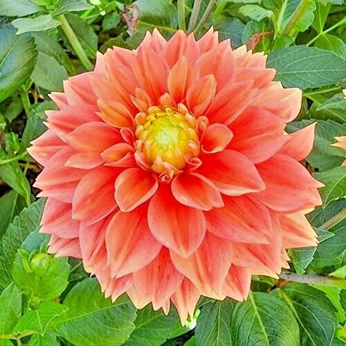Dahlia Plant Bulb Tuber Sunset Tropicana Orange Peach Yellow Blooms - Live Flowering Tubers for Garden & Cut Flowers