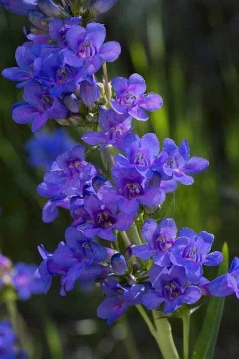 Penstemon Cyananthus Seeds – Wasatch Perennial, Pollinator-Friendly Wildflower Seeds, Blue Flowers, 20 Count
