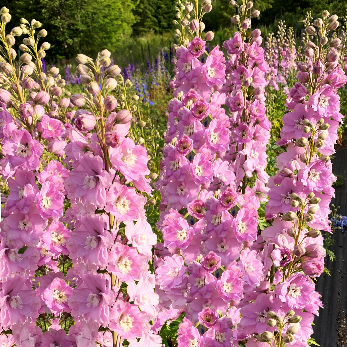 Pink Queen Rocket Larkspur Seeds - Light Pink Pastel Flowers, Delphinium ajacis, Garden Borders & Cut Flowers, Non-GMO, Pack of 50