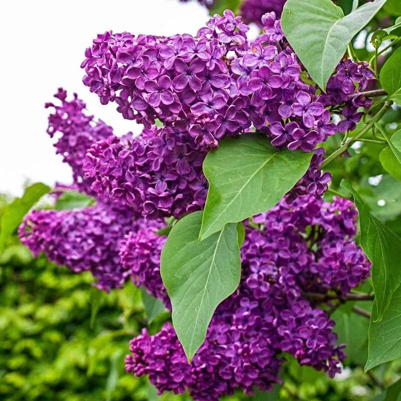 Charles Joy Lilac Seeds – Fragrant Syringa vulgaris Perennial for Gardens, Borders, and Landscaping