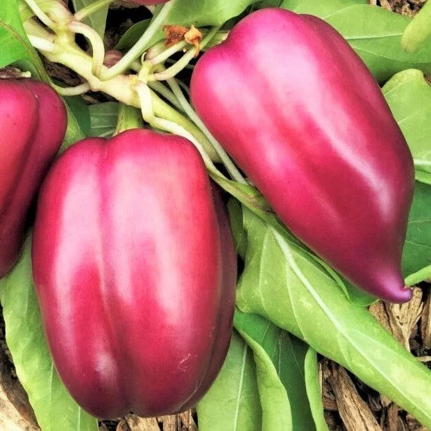Lilac Bell Pepper Seeds - Pack of 20 - Lavender to Red Capsicum annuum Vegetable for Home Garden & Container Planting
