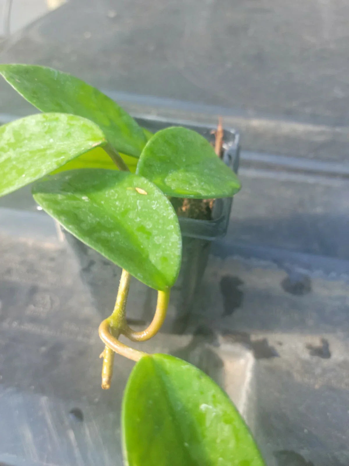 Hoya Plant in 3 Inch Pot - Indoor Wax Plant with Fragrant Flowers