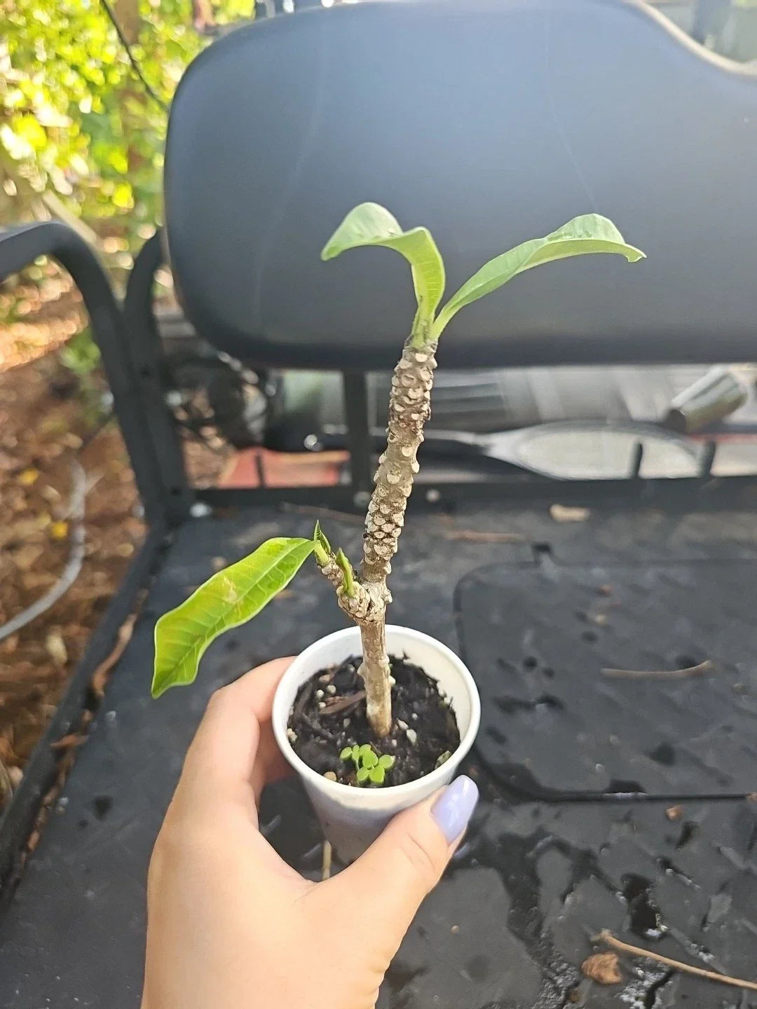 Rooted Bridal Bouquet Plumeria Pudica Live Plant - White Frangipani Tropical Flower