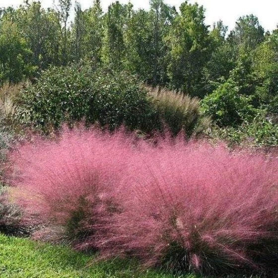 Pink Muhly Grass Starter Plant in 4" Pot, Muhlenbergia capillaris, Ornamental Drought-Tolerant Grass