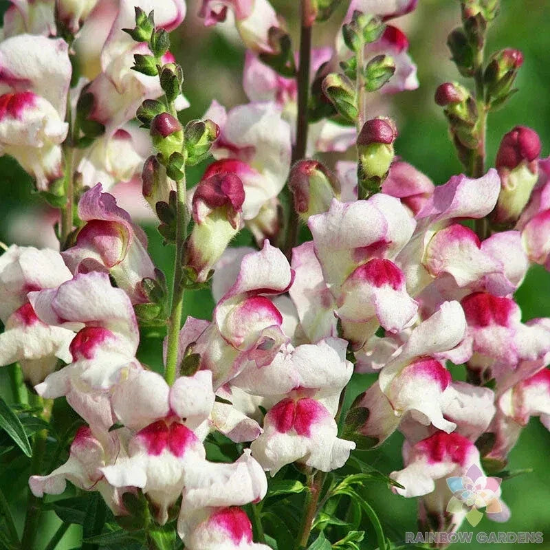 1000+ Snapdragon Seeds - Lucky Lips Variety - Antirrhinum majus - Vibrant Pink & White Flowers for Garden, Borders, Containers