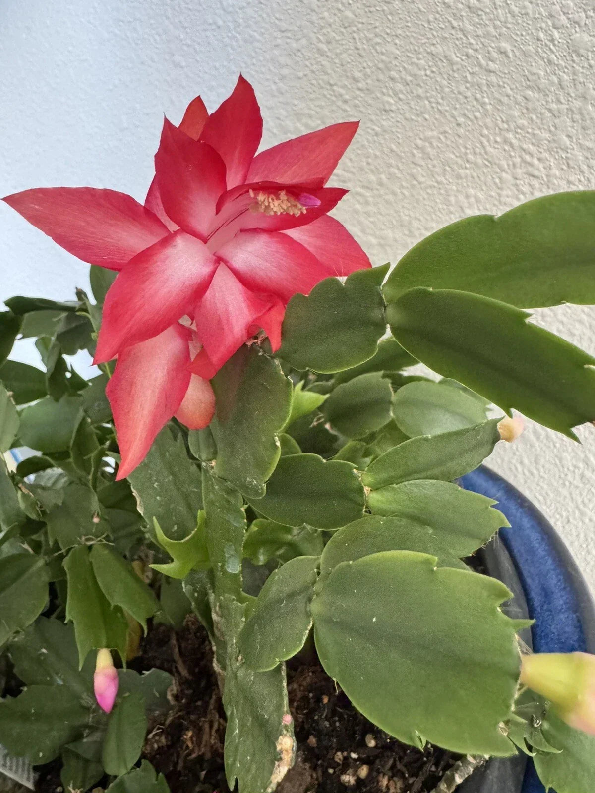 Christmas Cactus Cuttings 4-5 Inch Red Coral Schlumbergera for Indoor Gardening