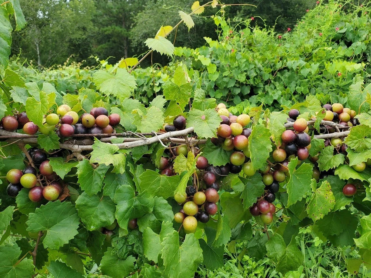 Alachua Muscadine Grape Plant - Live Rooted Starter - Self-Pollinating Vitis rotundifolia for Zones 7-11