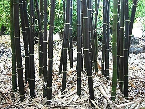 Black Bamboo Seeds - 150 Count - Phyllostachys nigra - Ornamental, Fast-Growing, Privacy Screen Seeds
