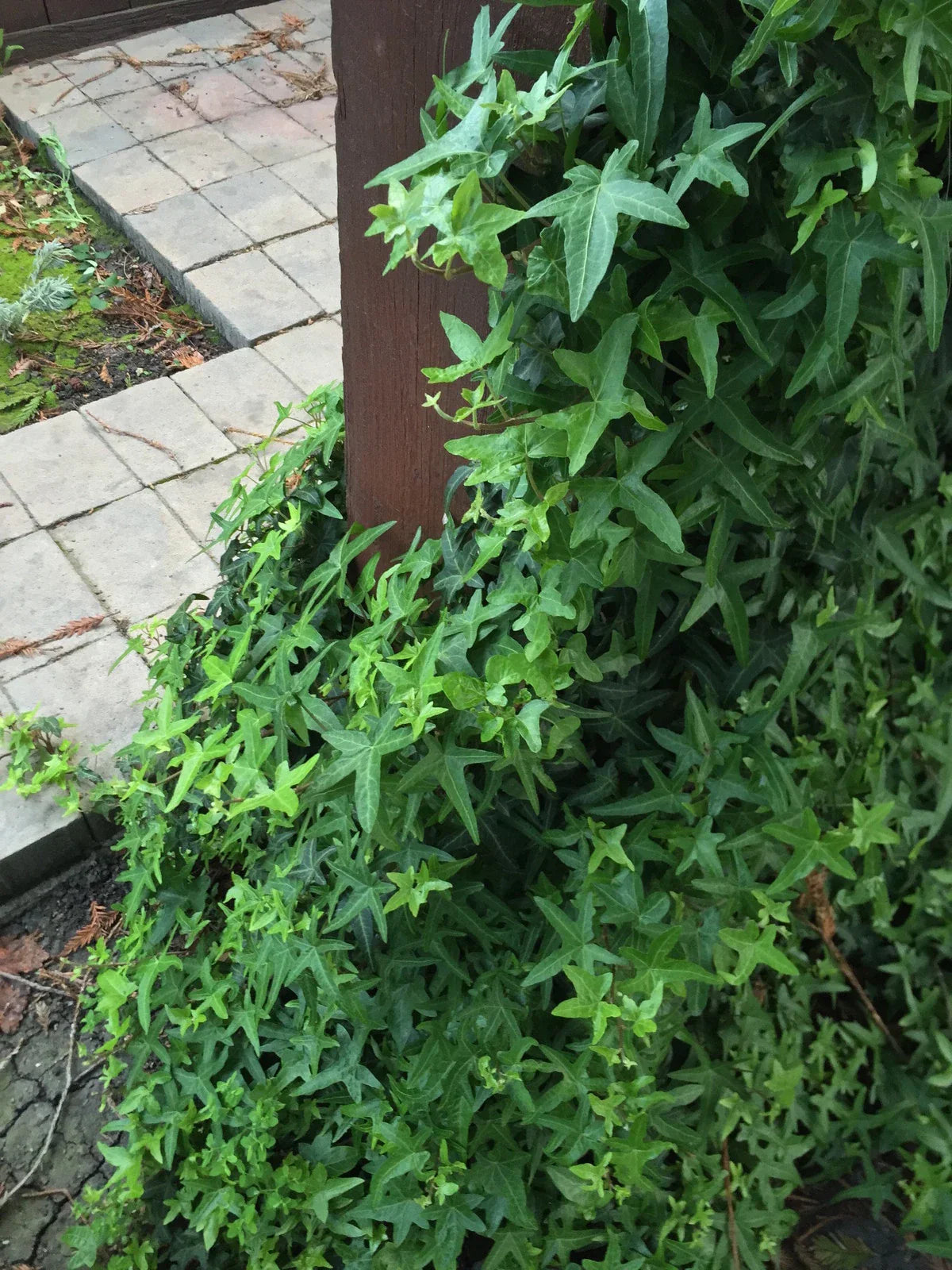 Organic Live Asterisk Ivy Cuttings - Hedera helix - California USA Indoor & Outdoor Plant
