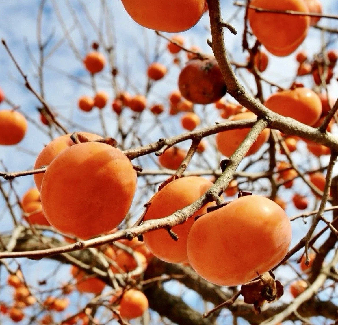 Persimmon Tree Cuttings for Rooting and Grafting - Diospyros Kaki - Deciduous Fruit Tree for Garden, Orchard, or Landscaping