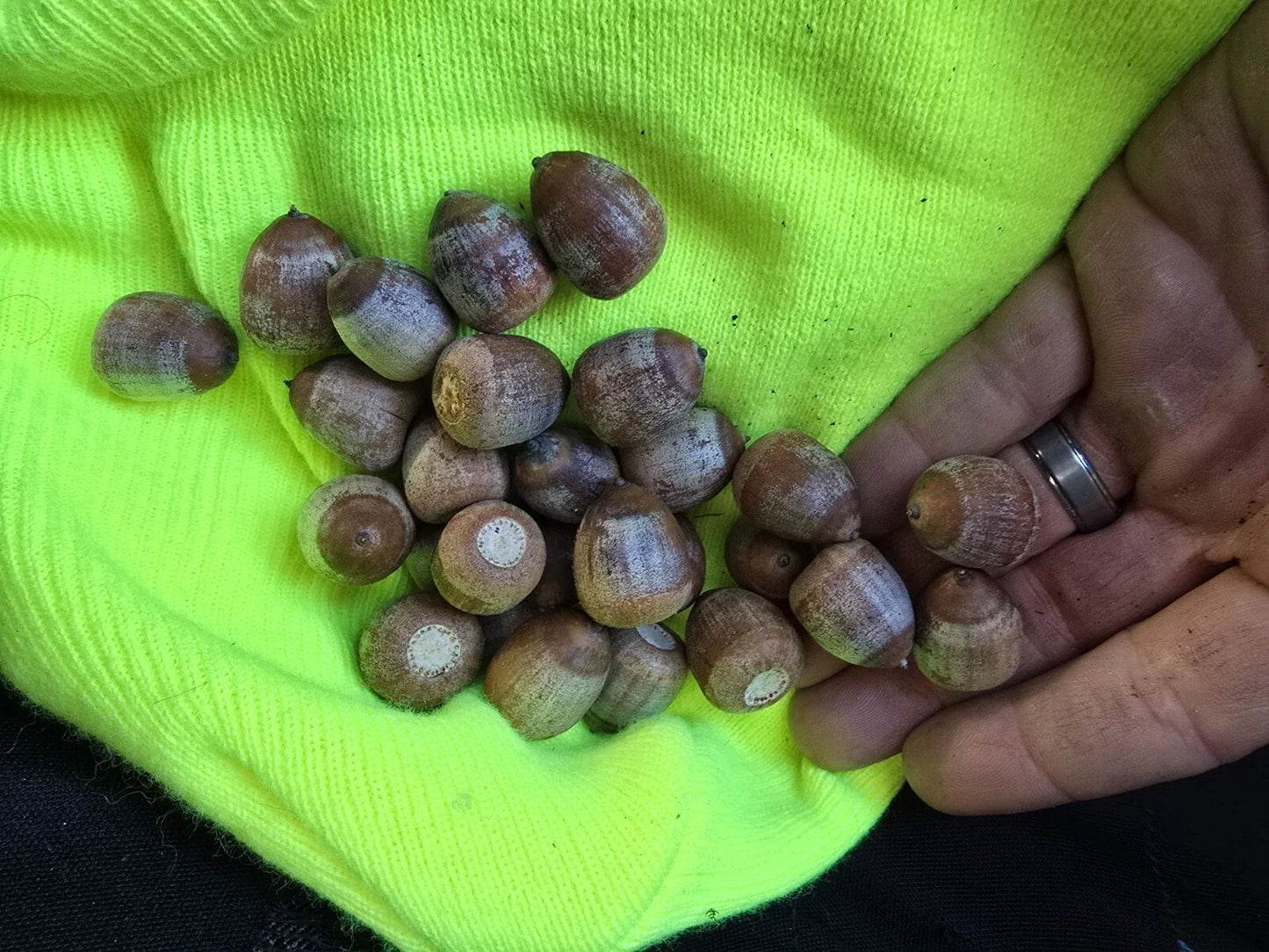 Shumard Oak Acorns 25 Pack Quercus Shumardii Native Tree Seeds Float Tested for Planting