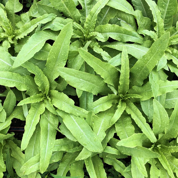 Sword Choy Seeds | AA Choy, Taiwanese Narrow Leaf Lettuce, Tajam Celtuce, Brassica rapa var. longifolia, Non-GMO, 100 Seeds