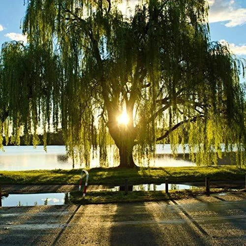 Golden Weeping Willow Tree Live Plant - Salix babylonica 'Golden' - Ready to Plant for Garden & Memorial